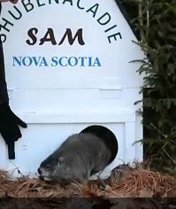 Shubenacadie Sam of Nova Scotia Groundhog Day