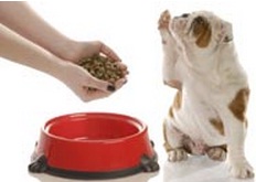 personalized pet food containers